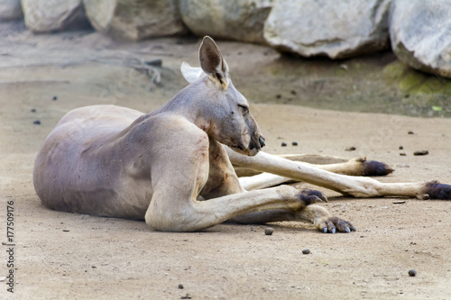 kangaroo relaxing in a zoo