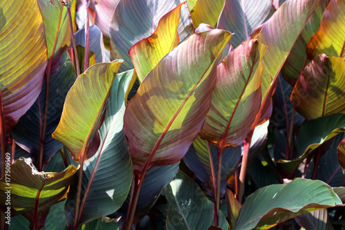 edible canna leaves photo