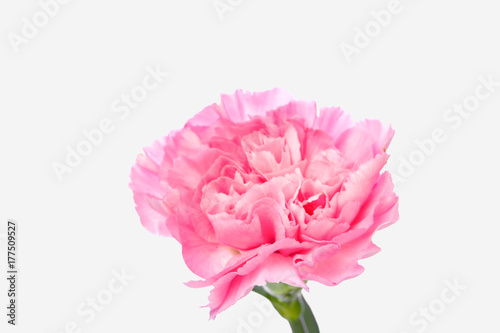 Single pink Carnation