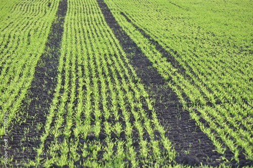 Frische Saat auf einem Feld