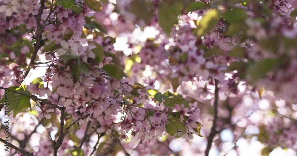 Slow motion focus pull of blossoming sakura flowers in spring Slow motion focus pull of blossoming sakura flowers in spring