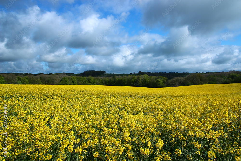 Rapeseed Coutryside