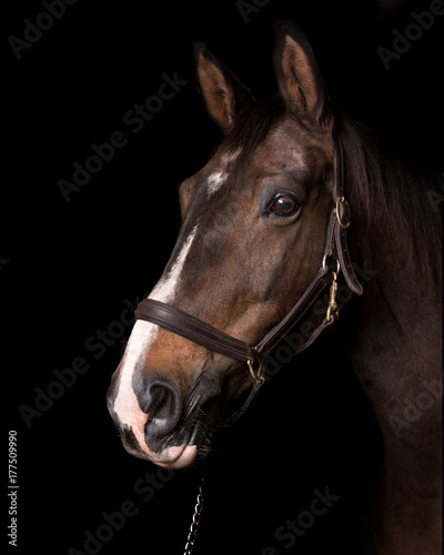 Head of brown swedish warmblood mare