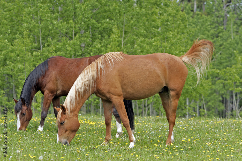 Two Horses grassing together at summer pasture
