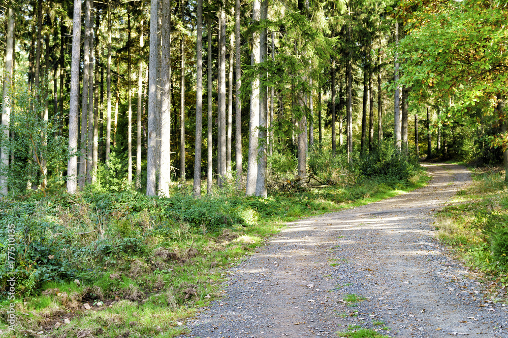 Fototapeta premium Fichten und Wanderweg im Billiger Wald