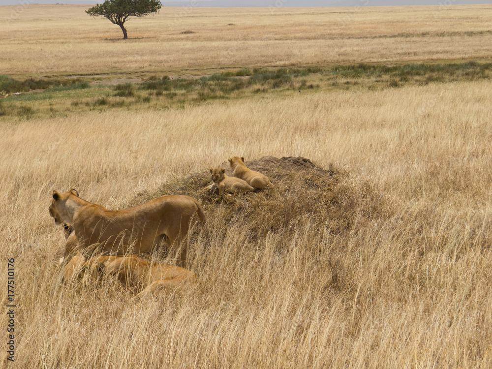 Lionesses and cubs in a vast Serengeti Lionesses and cubs in a vast Serengeti