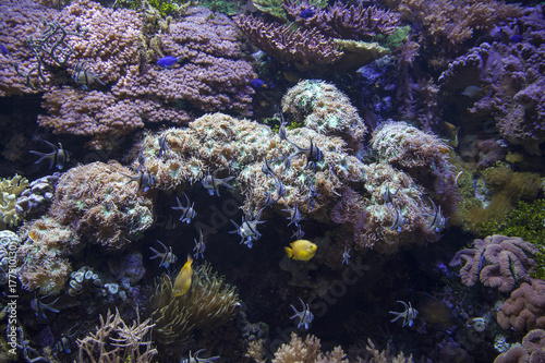 Fototapeta Naklejka Na Ścianę i Meble -  Pesci e coralli
