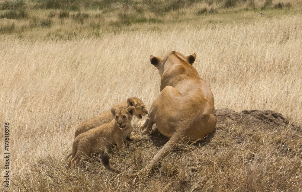 Fototapeta premium Vigilance Lioness and her cubs