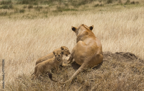 Vigilance Lioness and her cubs