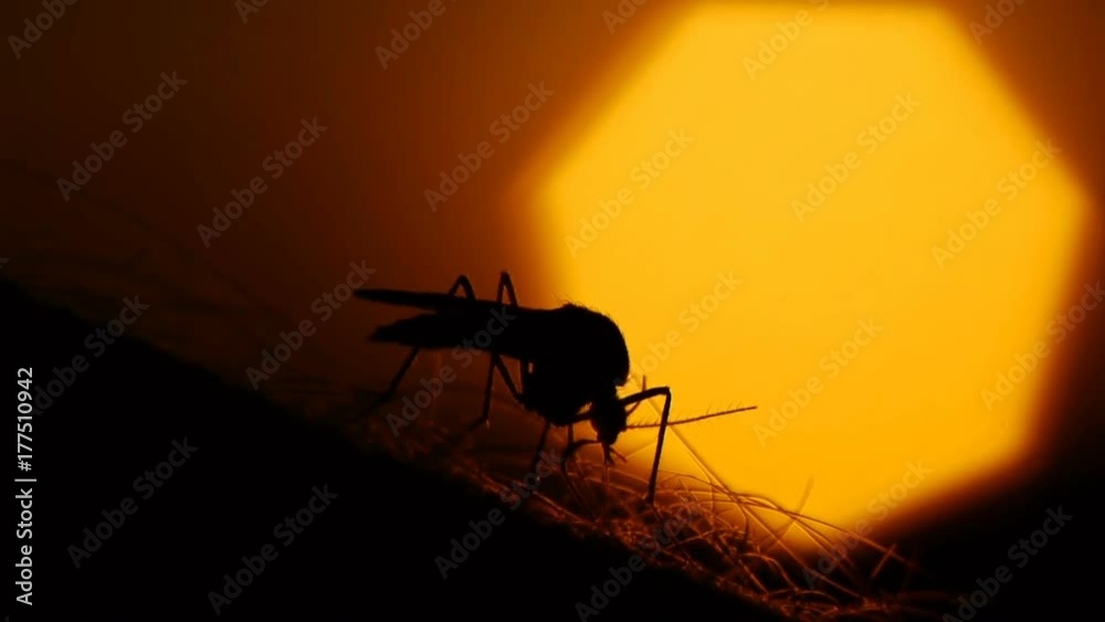 custom made wallpaper toronto digitalMosquito blood sucking on human skin on sun background