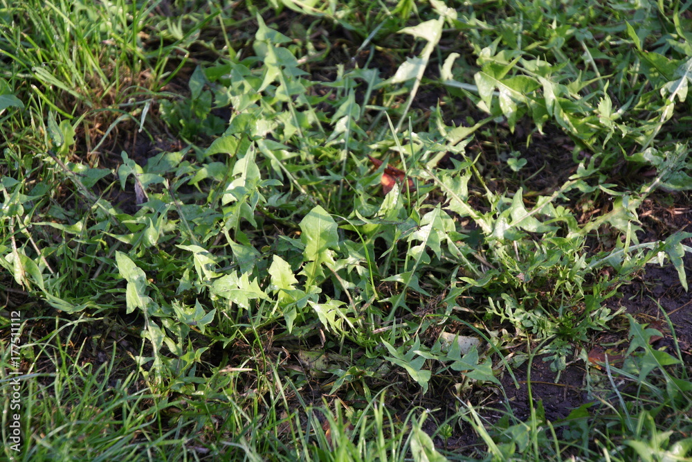 Löwenzahn, Dandelion auf Wiese, Mannheim Löwenzahn, Dandelion auf Wiese, Mannheim