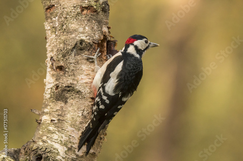 Great spotted woodpecker