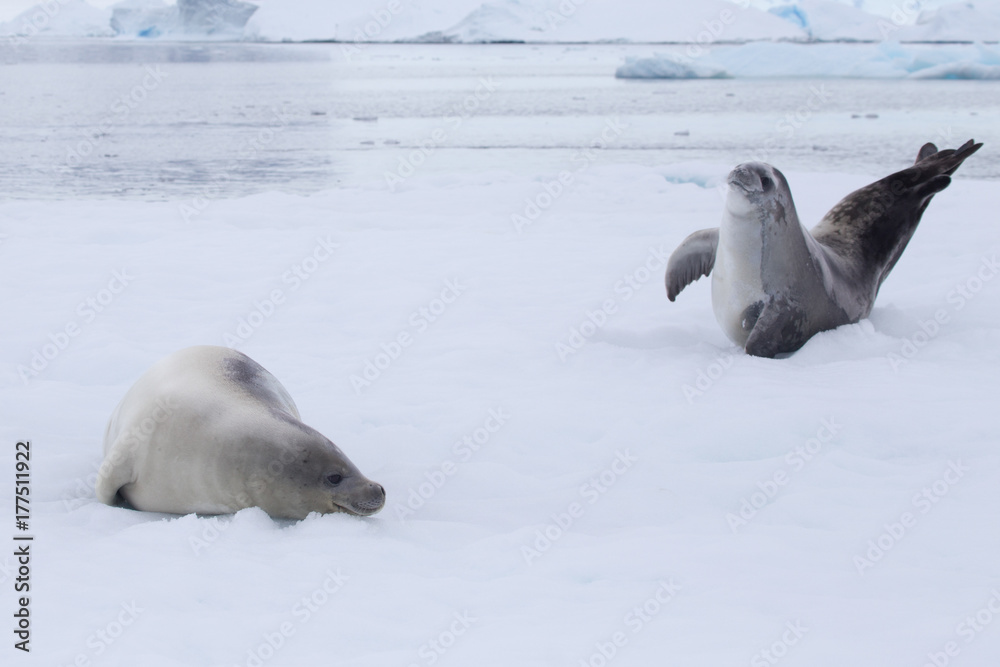 Fototapeta premium Crabeater seal in Crystal Sound, Antarctica.