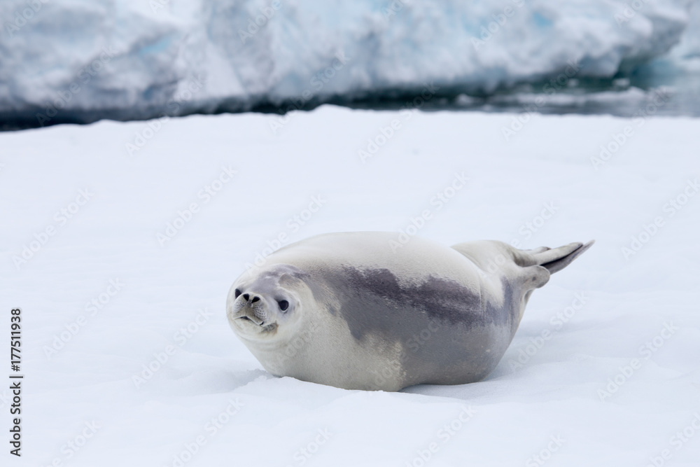 Obraz premium A crabeater seal rests on an ice flow