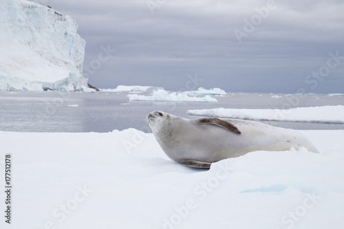 Crabeater seal in Crystal Sound, Antarctica.