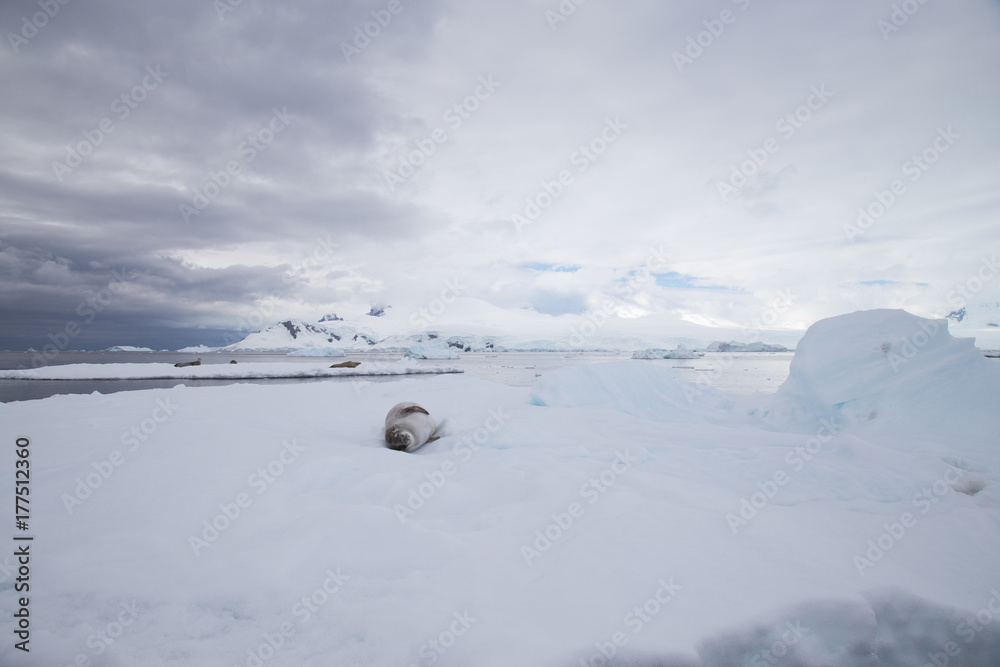 Crabeater seal in Crystal Sound, Antarctica.