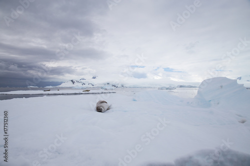 Crabeater seal in Crystal Sound, Antarctica.