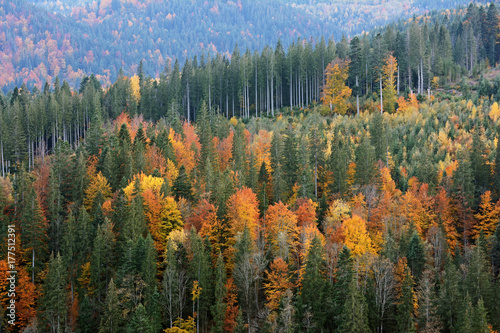 Mountain landscape of beautiful autumn forest in the Ukrainian Carpathians