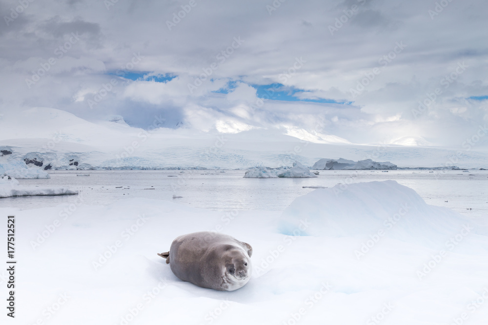Crabeater seal in Crystal Sound, Antarctica. Crabeater seal in Crystal Sound, Antarctica.