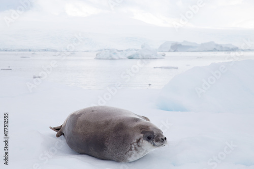 A crabeater seal rests on an ice flow