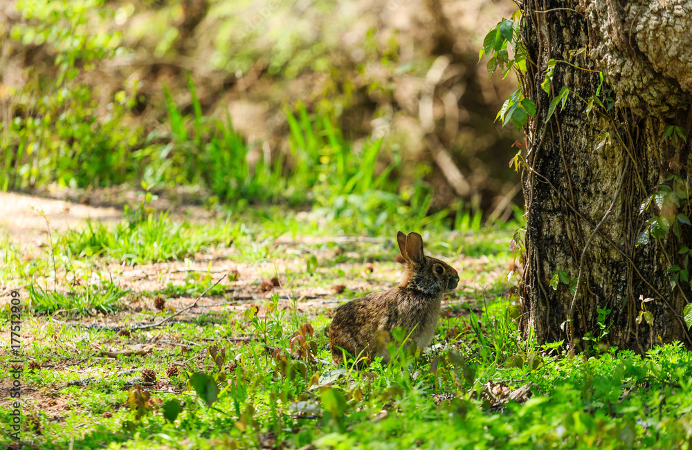 Fototapeta premium Wild Rabbit by Tree in Spring