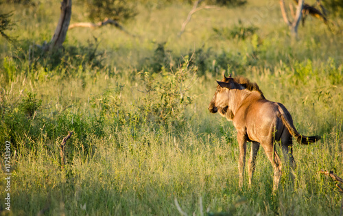 Wildebeest landscape