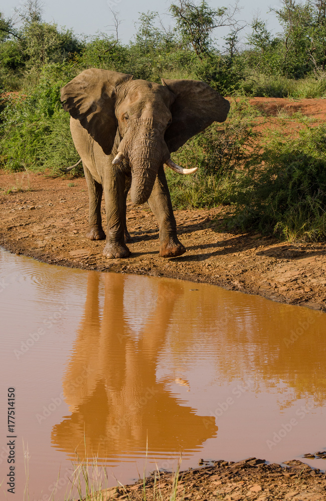 Obraz premium Elephant reflection