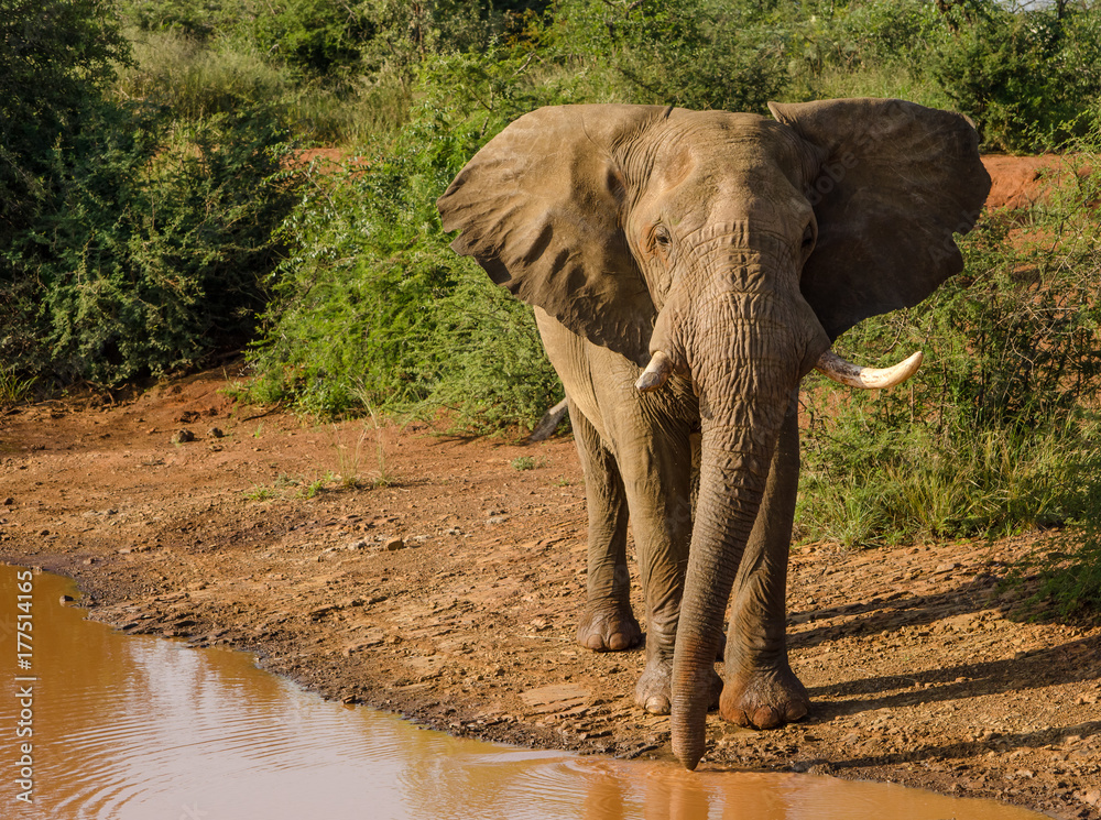 Obraz premium Bull elephant