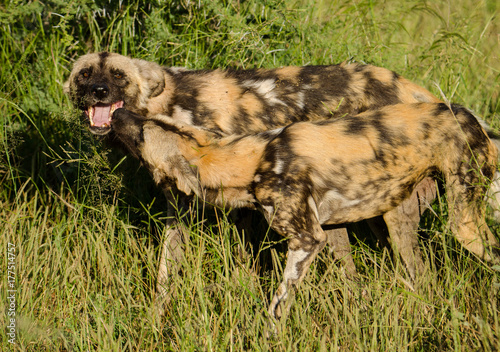 Wild dog pair 2 photo