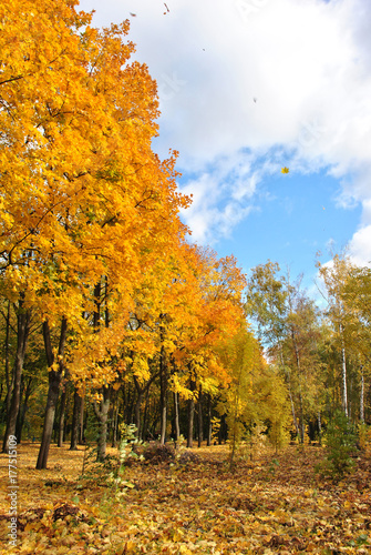Yellow maple trees line in autumn park, cloudy sky