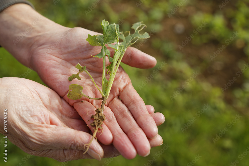 hands holding young plant with roots hands holding young plant with roots