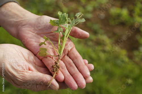 hands holding young plant with roots