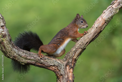 Eurasian red squirrel © Wolfgang Kruck