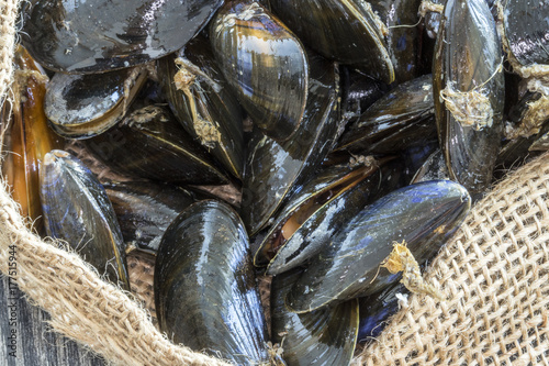 Moules de bouchot en vrac sur sac en toile de jute  photo