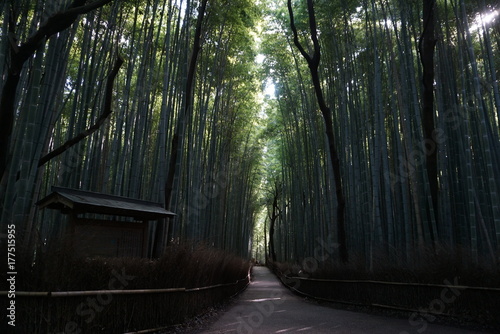 薄暗い竹林の道