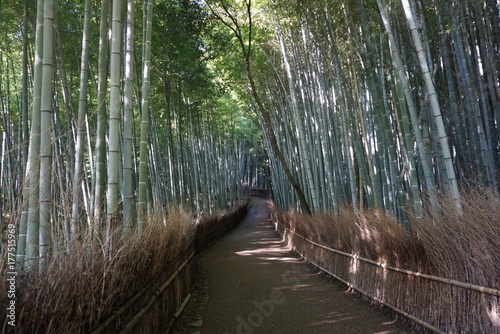 竹林の道