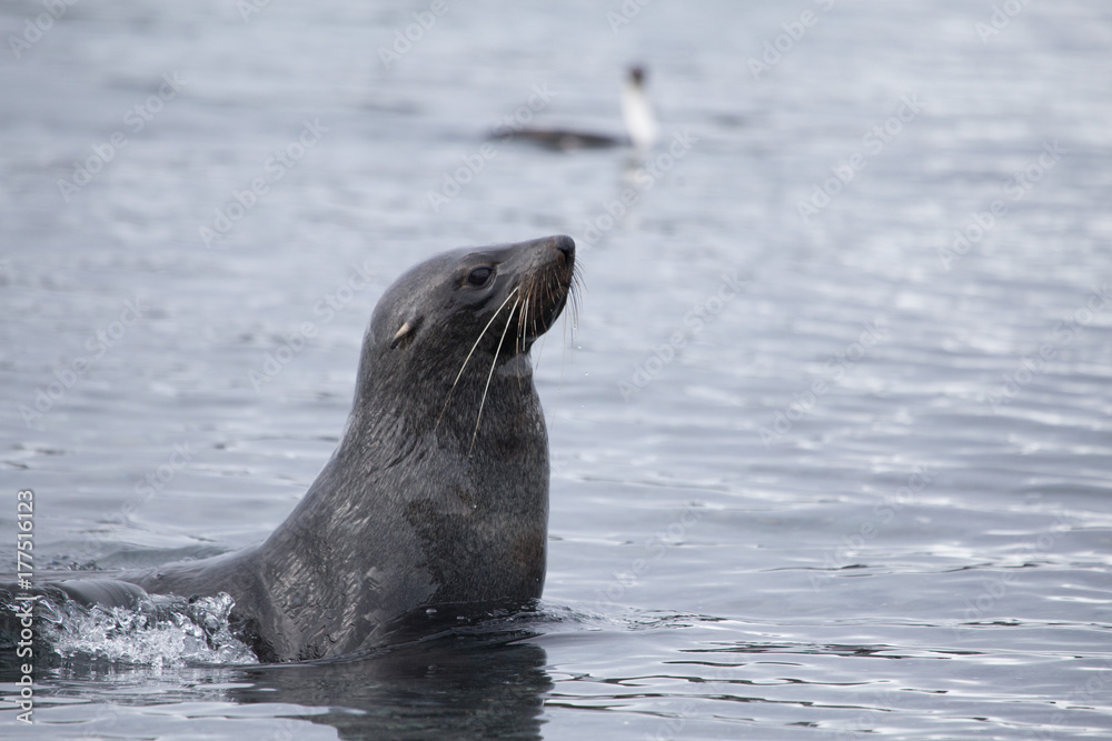 Fototapeta premium Fur seal in water on Half Moon Island, South Shetland Islands, Antarctica