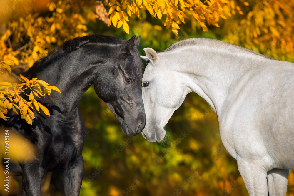 Naklejka premium Biały i czarny konia portret na jesień krajobrazie
