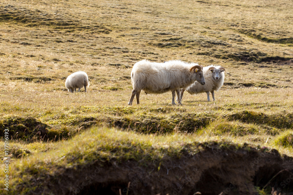 Two sheep grazing in a meadow, wildlife Iceland