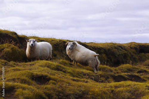 Sheep lie on the field, wildlife Iceland