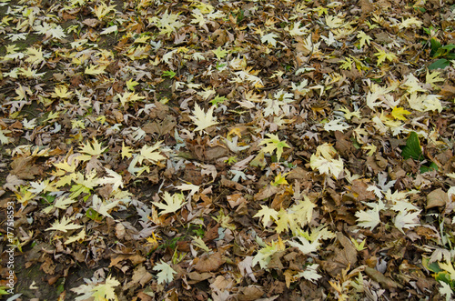 Obraz na płótnie Abstract autumn background of fallen leaf w salonie