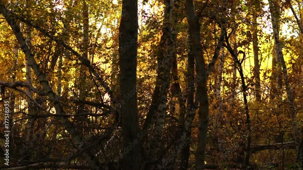 sun's rays make their way through the leaves of the birch forest. autumn forest sun's rays make their way through the leaves of the birch forest. autumn forest