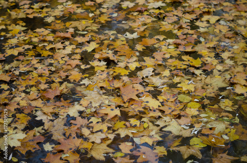 Obraz na płótnie Abstract autumn background of fallen leaf on the water w salonie