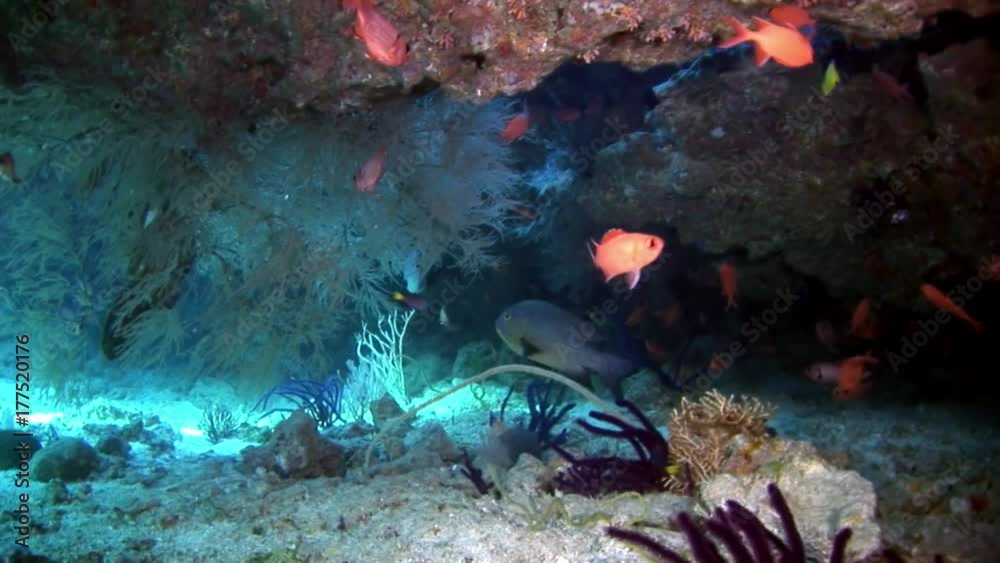School of fish underwater on background of amazing seabed in Maldives. Unique macro video closeup footage. Abyssal relax diving. Natural aquarium of sea and ocean. School of fish underwater on background of amazing seabed in Maldives. Unique macro video closeup footage. Abyssal relax diving. Natural aquarium of sea and ocean.