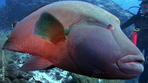 Napoleon fish wrasse and divers underwater on seabed.Unique amazing video footage. Abyssal relax diving. Natural aquarium of sea and ocean. Beautiful animals. photo