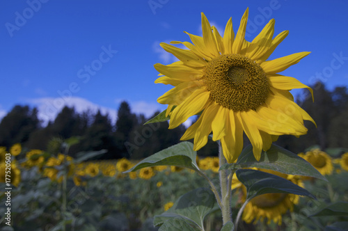 Sunflower photo