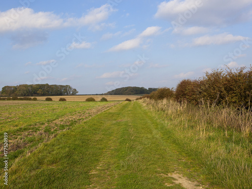 grassy track and hedgerow