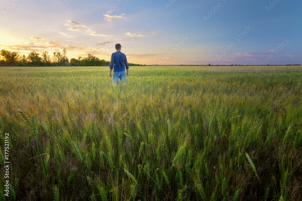 people wheat field sunset / landscape spring field agriculture of Ukraine