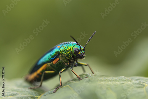 Jewel beetle or Metallic wood-boring beetle climb on green leaf. It's wings are pretty and can be used as a beautiful jewelry. Macro