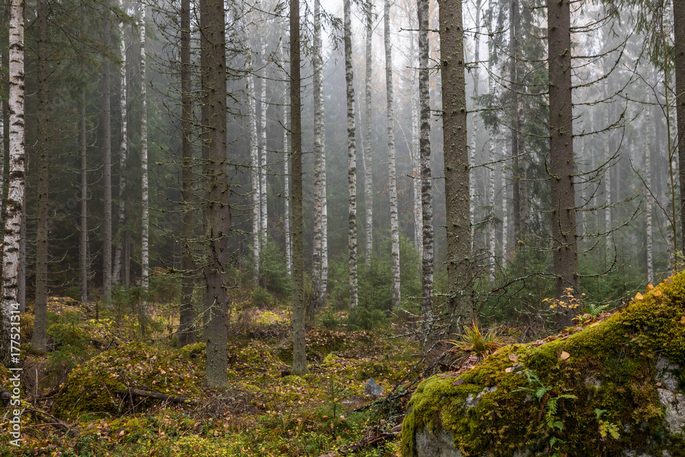 Late fall in Finland. Dark cold foggy morning in forest Late fall in Finland. Dark cold foggy morning in forest